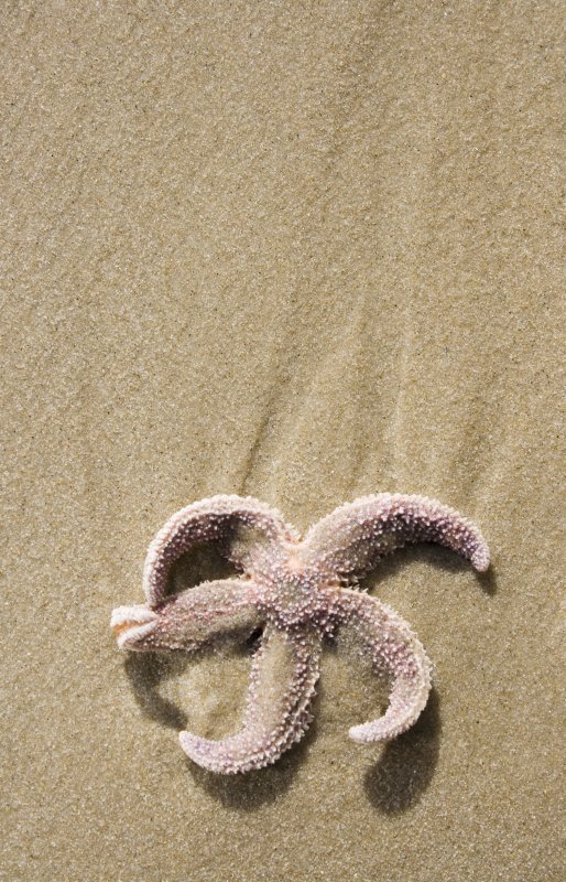 Gay Head starfish