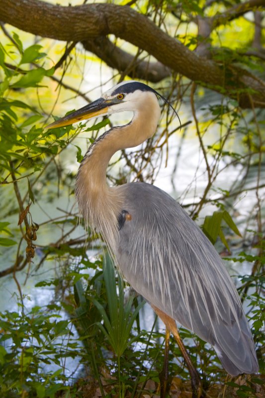 Great Blue Heron 01.jpg