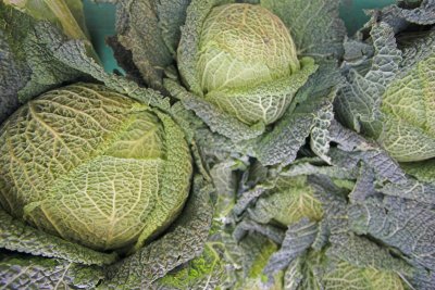 March des Pryenees Cabbage