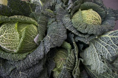 March des  Pyrenees Cabbage-02