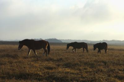 New Forest Ponies