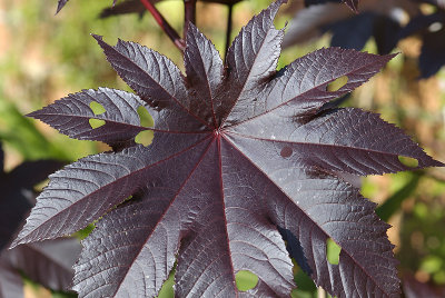 leaf