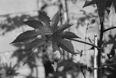 eaten leaf