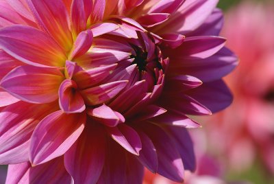 for a few petals more