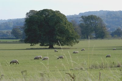 uneven sheep