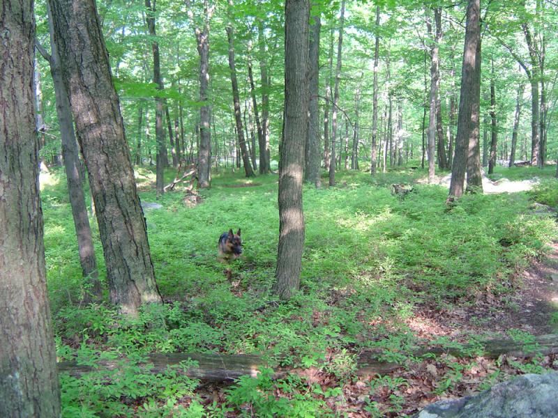 7 CONKLIN MTN 2