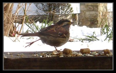 Handicapped Bird