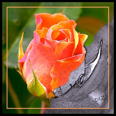 g3/22/615722/3/52637114.ROSEBUD.jpg