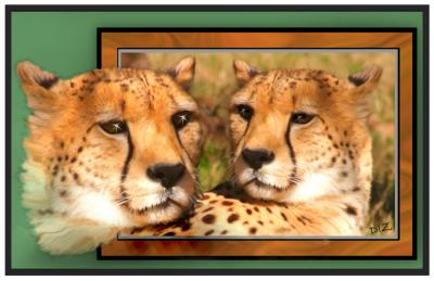 Texan Cheetah