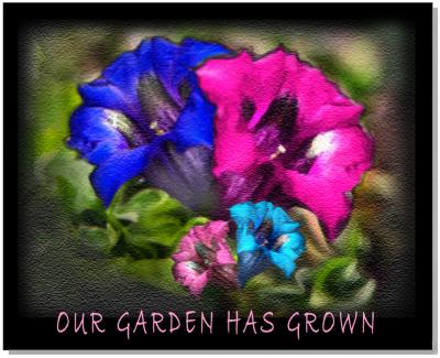 g3/22/615722/3/52674828.OURGARDEDHASGROWN.jpg