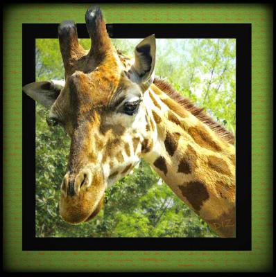 GIRAFFE