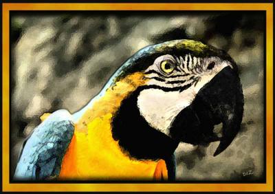 g3/22/615722/3/52731809.BRAZILLIANPARROT.jpg