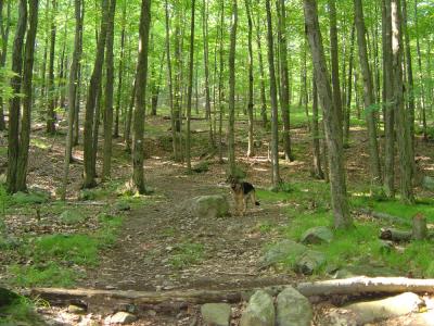 g3/22/615722/3/52853087.147HILLSTRAILONCONKLINMTN2.jpg
