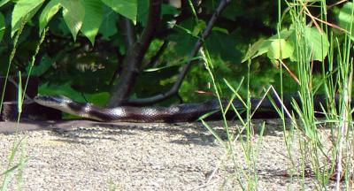 g3/22/615722/3/52853110.20SNAKEONPUMPHOUSE2.jpg
