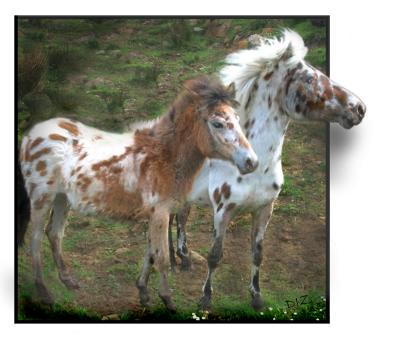 SPOTTED HORSES