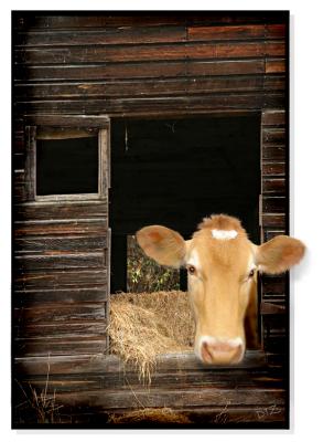 OLD BARN