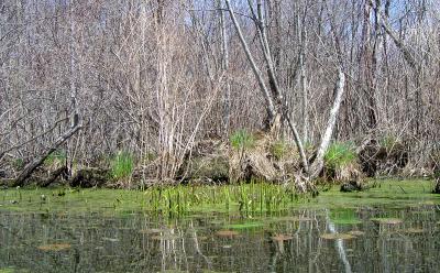 g3/22/615722/3/58811290.KayakingLakeMusconetcongRiver020.jpg