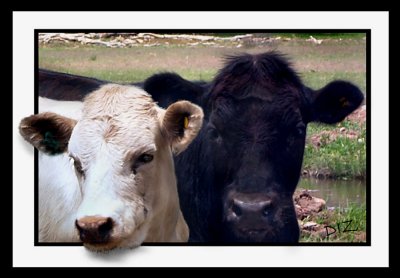 COWS