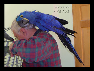 ZEUS