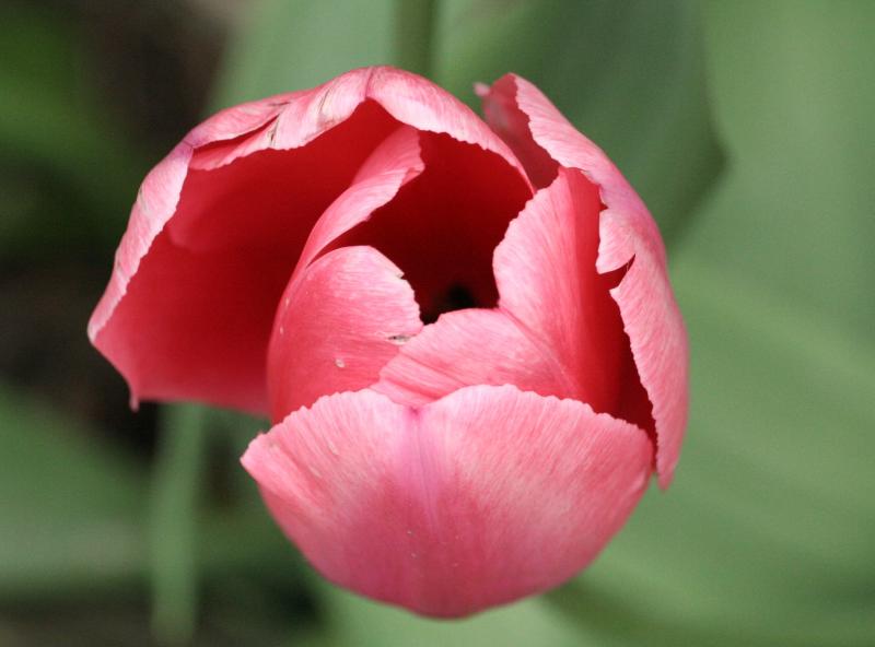 Tulips 042.jpg