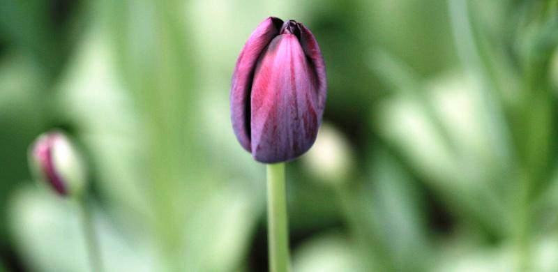 Tulips 046.jpg