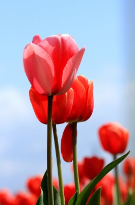 pink 4.jpg