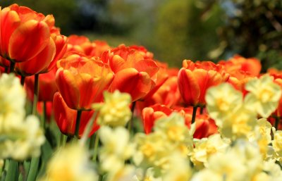 red yellow 2.jpg