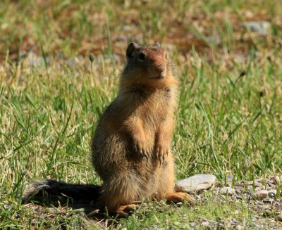 standing groundhog.jpg