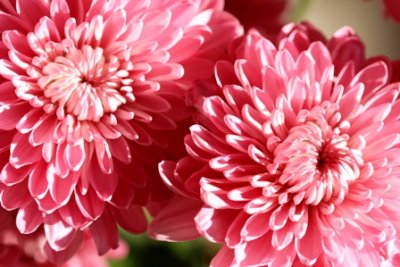 chrysanthemum 1.jpg
