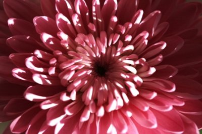 chrysanthemum 3.jpg