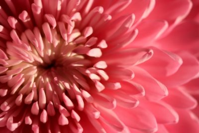 chrysanthemum 4.jpg