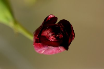 tulip 1.jpg