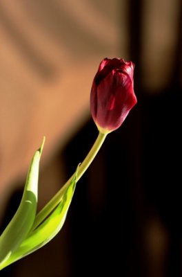 tulip 2.jpg