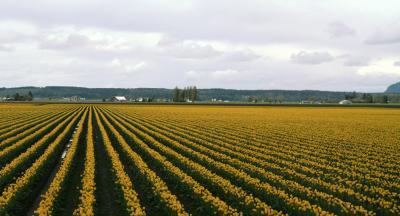 Tulips 118-1.jpg