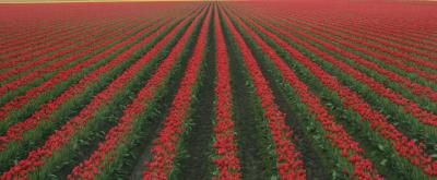 Tulips 120.jpg