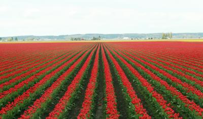 Tulips 121.jpg