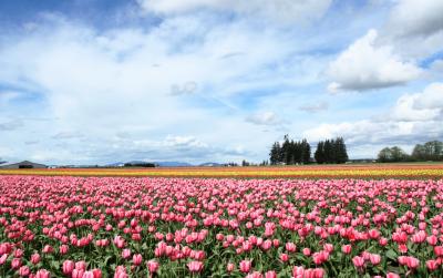 Tulips 167.jpg