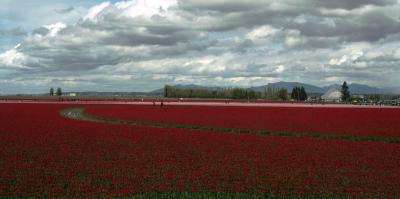 Tulips 180-1.jpg