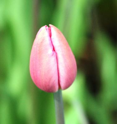 Tulips 022-1.jpg