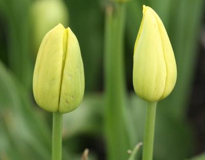 Tulips 026.jpg