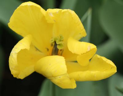 Tulips 040.jpg