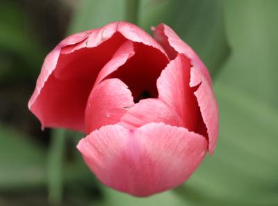 Tulips 042.jpg