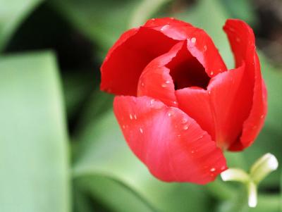Tulips 045.jpg