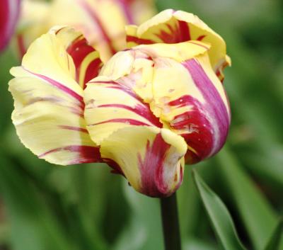 Tulips 048.jpg