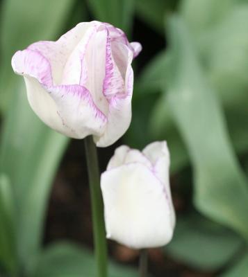 Tulips 062.jpg
