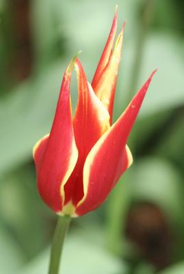 Tulips 063.jpg