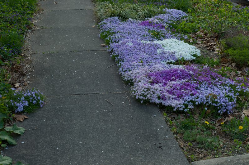 Sidewalk Spring