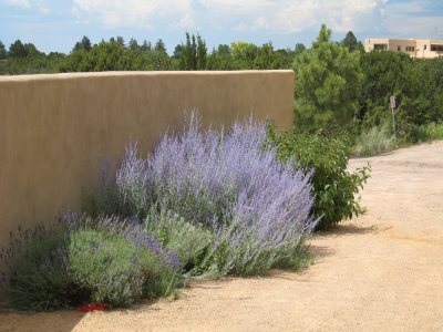 Purple Sage