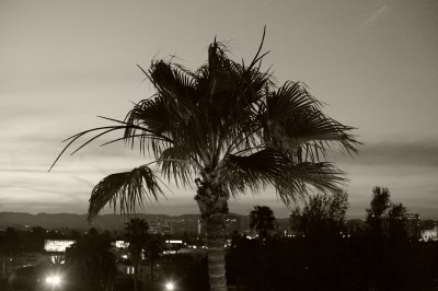 Palm at Dusk