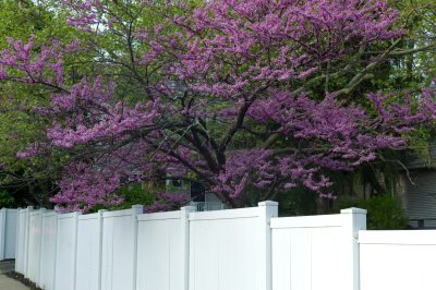 Fence Spring